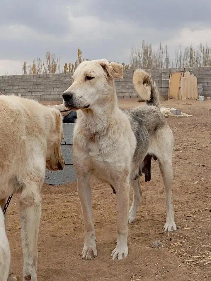 سگ ماده عراقی گمشده|حیوانات|میاندوآب, |دیوار