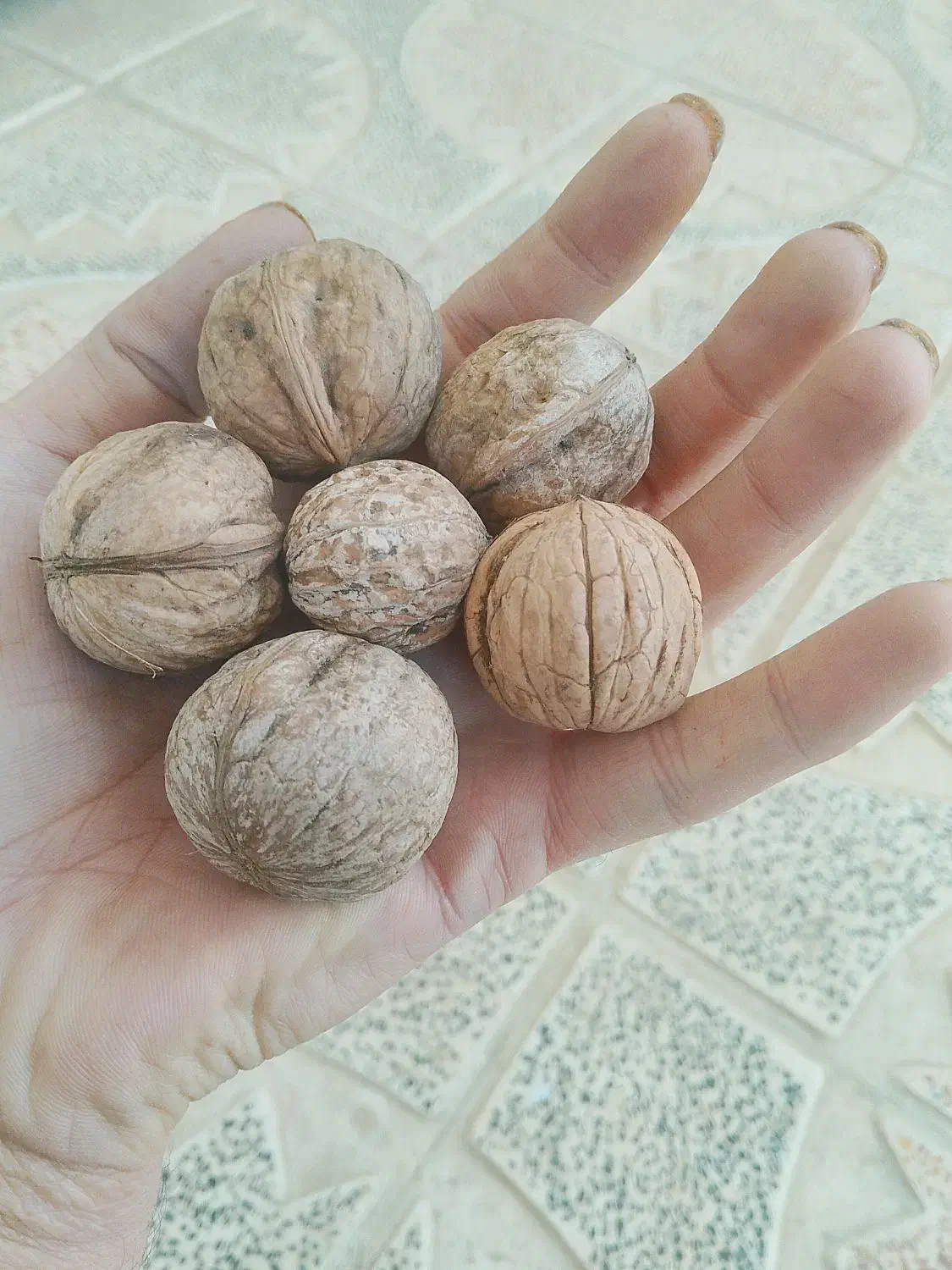 فروش گردو|حراج|هشتگرد, ایقربلاغ|دیوار