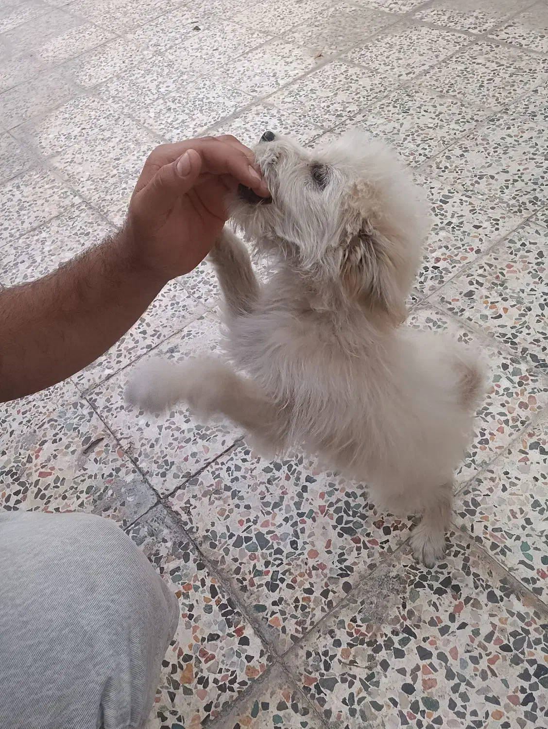 سگ پاکوتا|سگ|کازرون, |دیوار