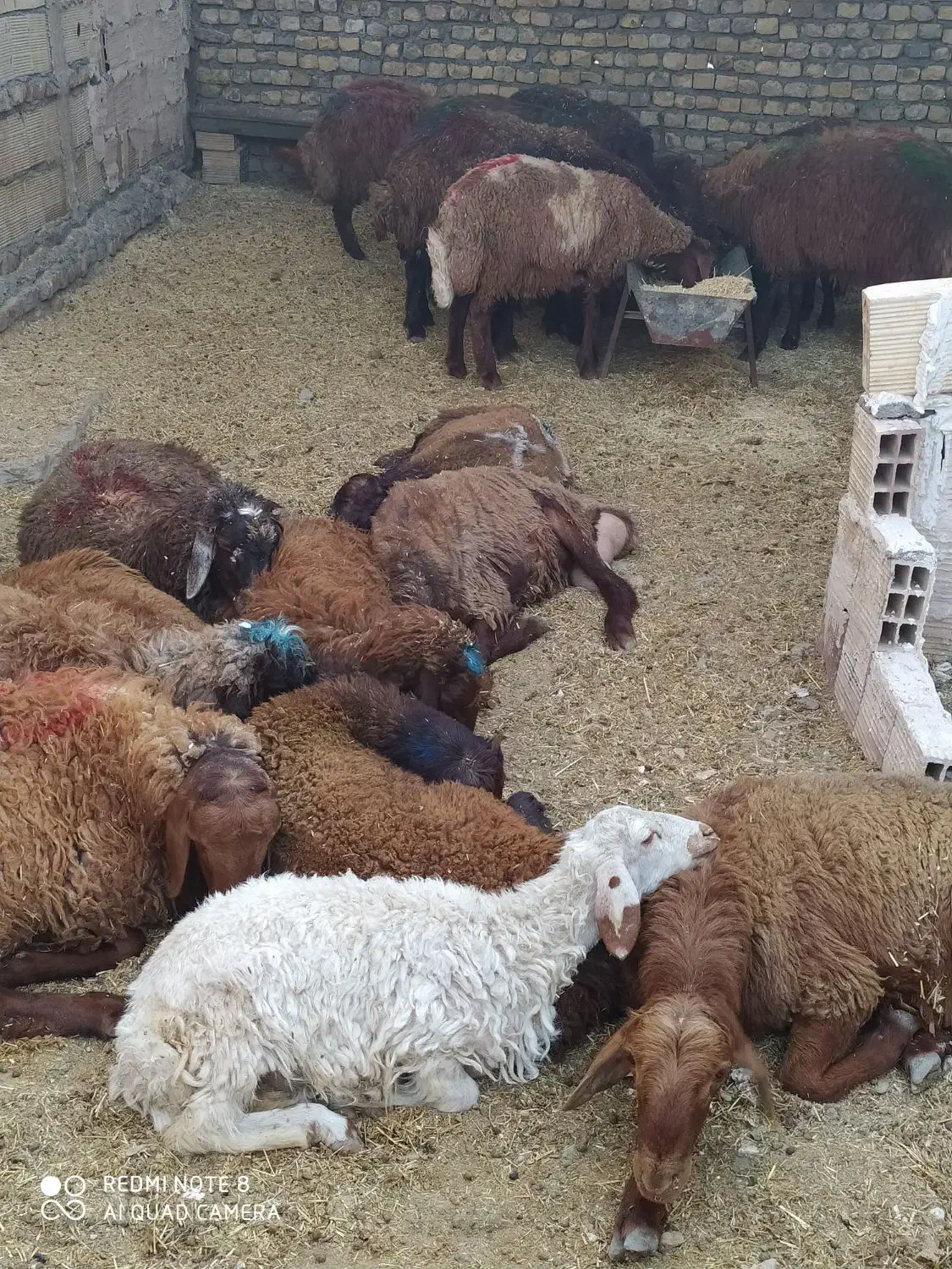 گوسفند زنده از وزن۳۵ کیلو به بالا بره|حیوانات مزرعه|مشهد, کشاورز|دیوار