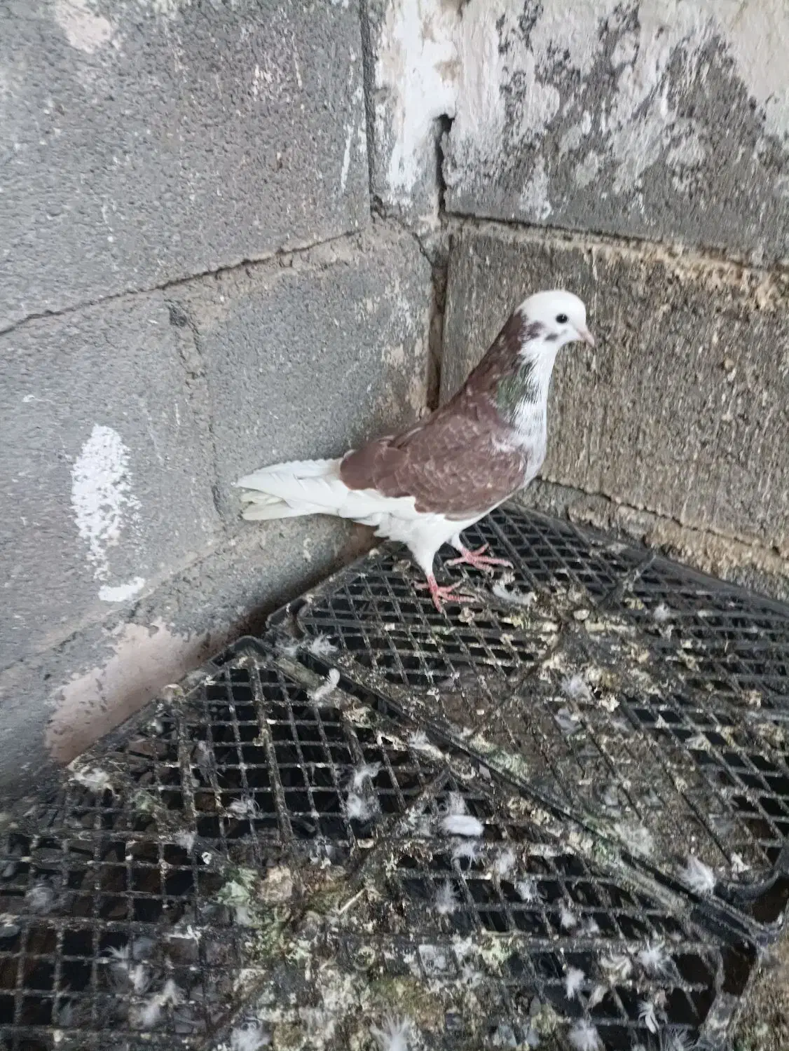 شازده سرخ ماده پرشی|پرنده|رودان, |دیوار