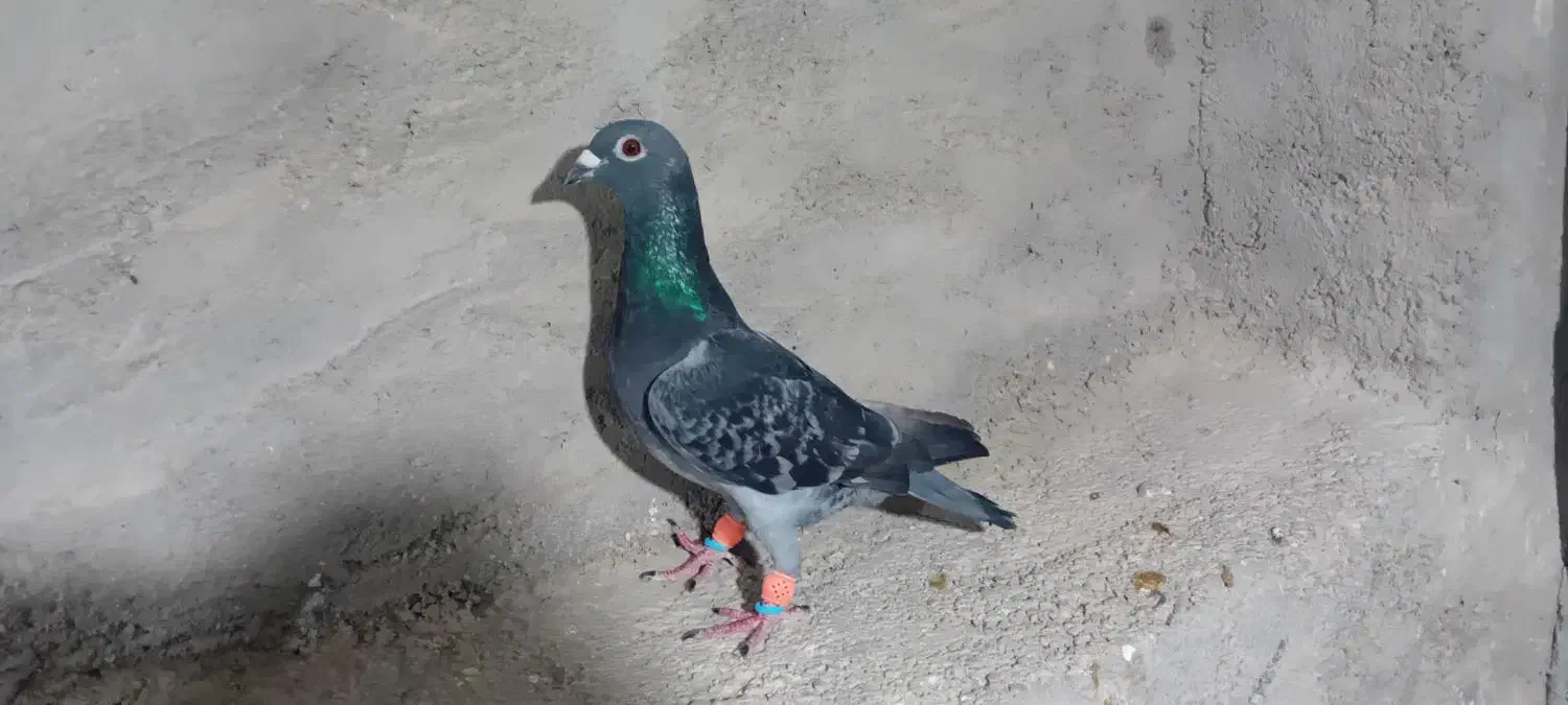 پشت بسته نر|پرنده|اهرم, |دیوار