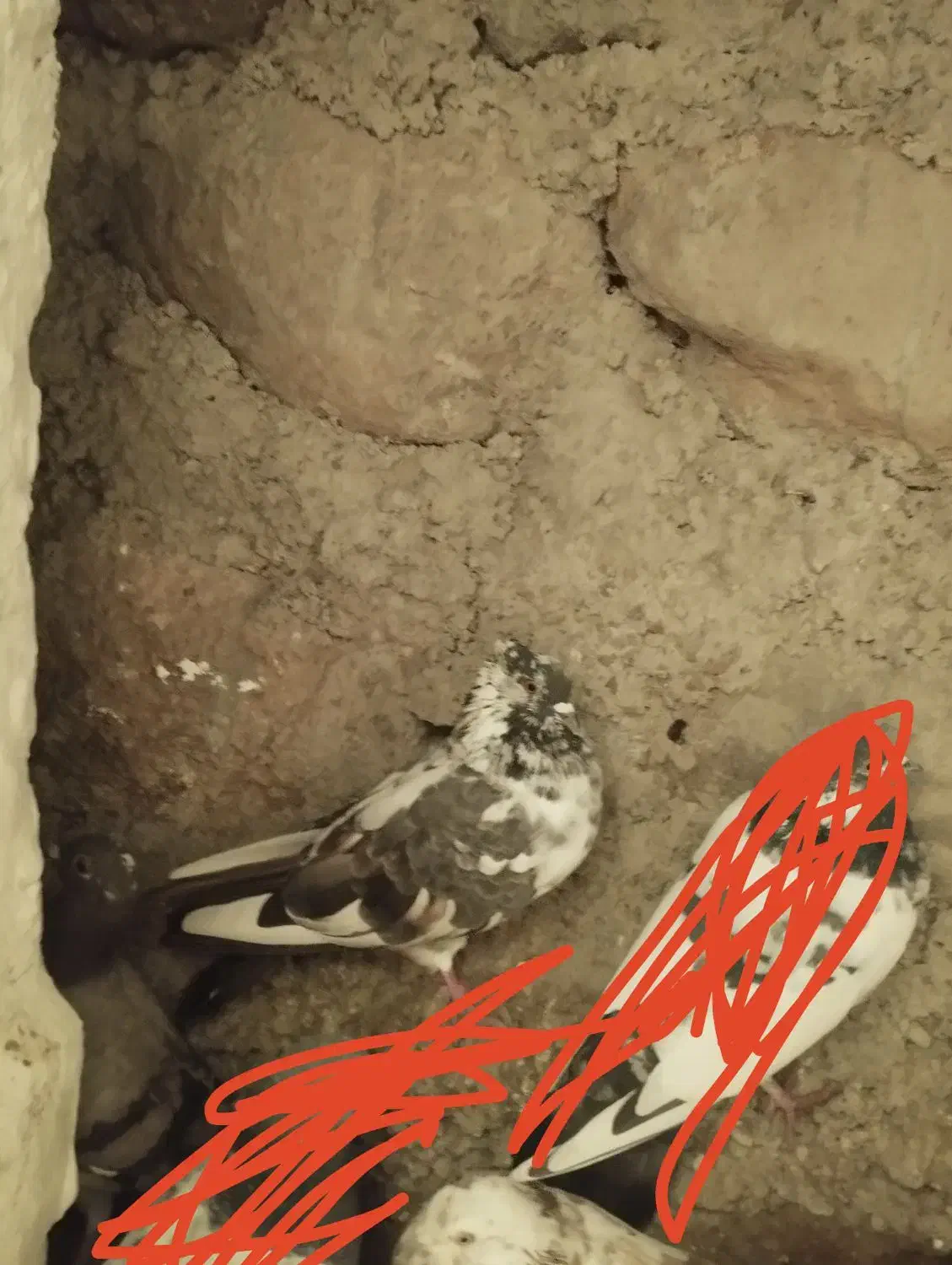 طوقی های اویناق و ساعتی معاوضه با دوبر|پرنده|ویلکیج, |دیوار