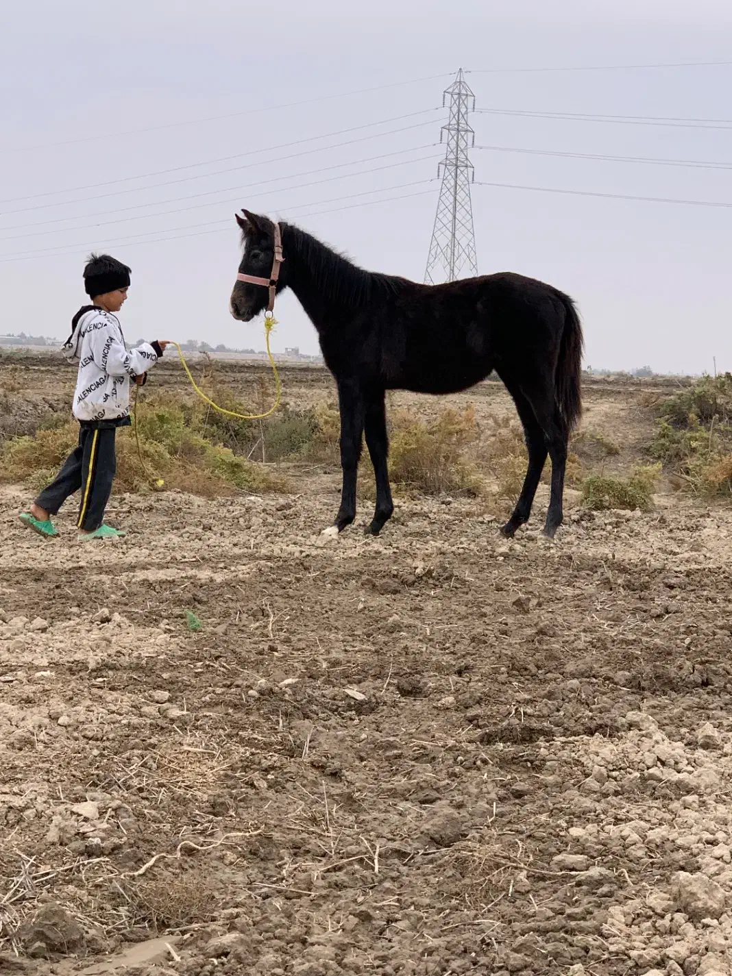 کره نریان 6ماهه آرام و دستی مشکی زغالی|اسب و تجهیزات اسبسواری|گنبد کاووس, |دیوار