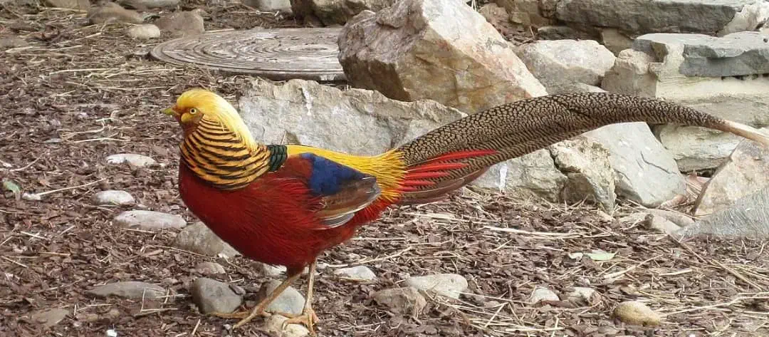 طاووس ماندارین|پرنده|کرج, کمالشهر|دیوار