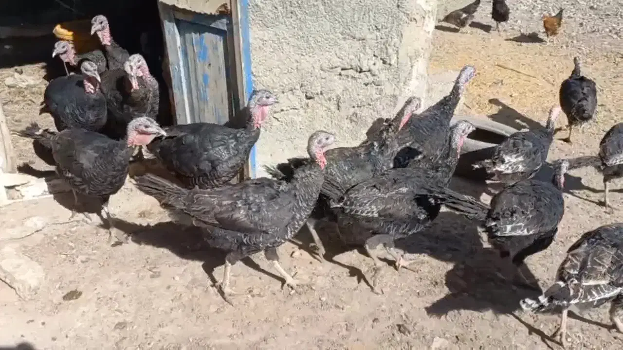 بوقلمون ماده محلی|حیوانات مزرعه|بیستون, |دیوار