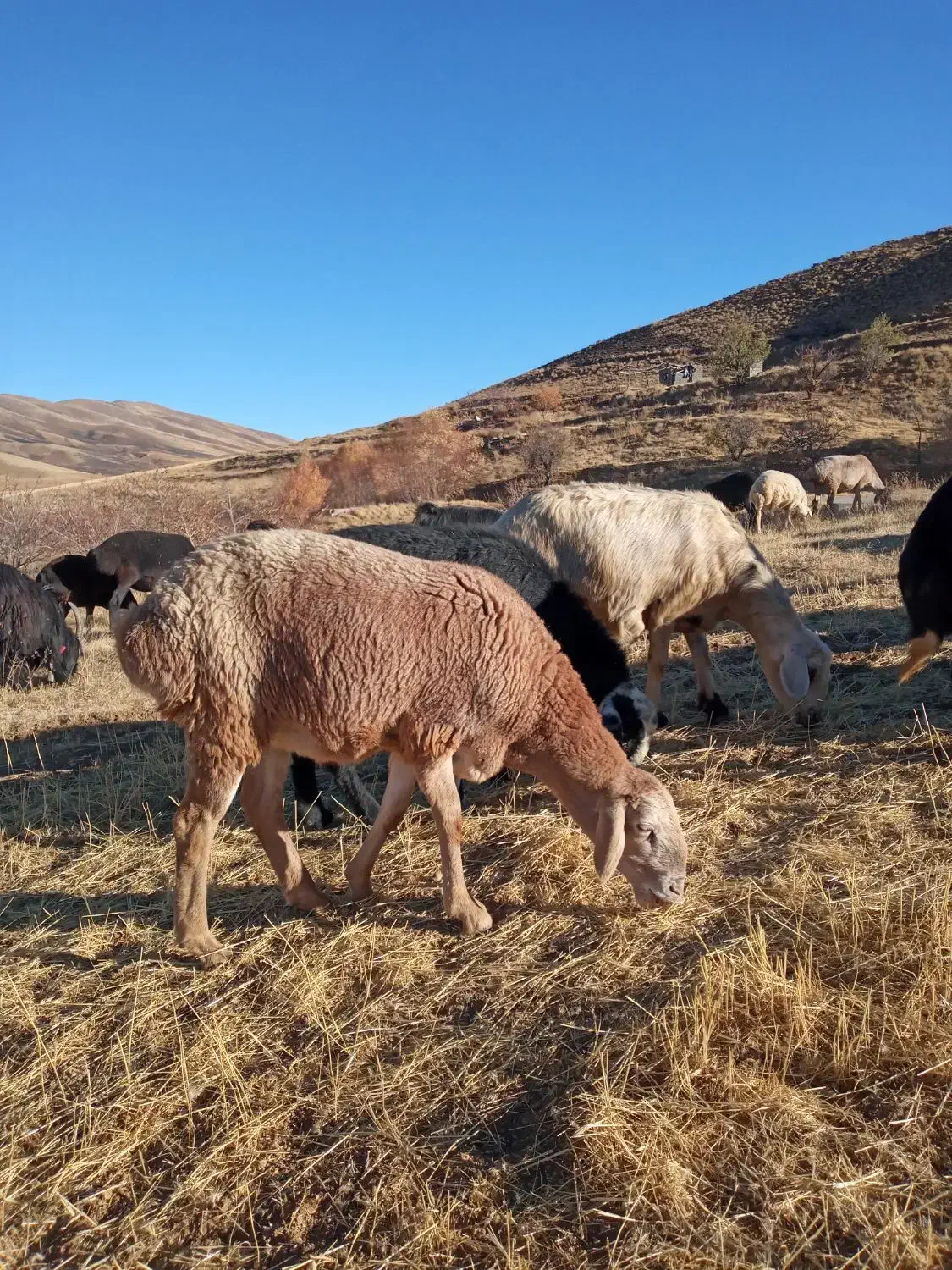 بره ماده چینی و نربز شیرازی|حیوانات مزرعه|سیلاخور, |دیوار