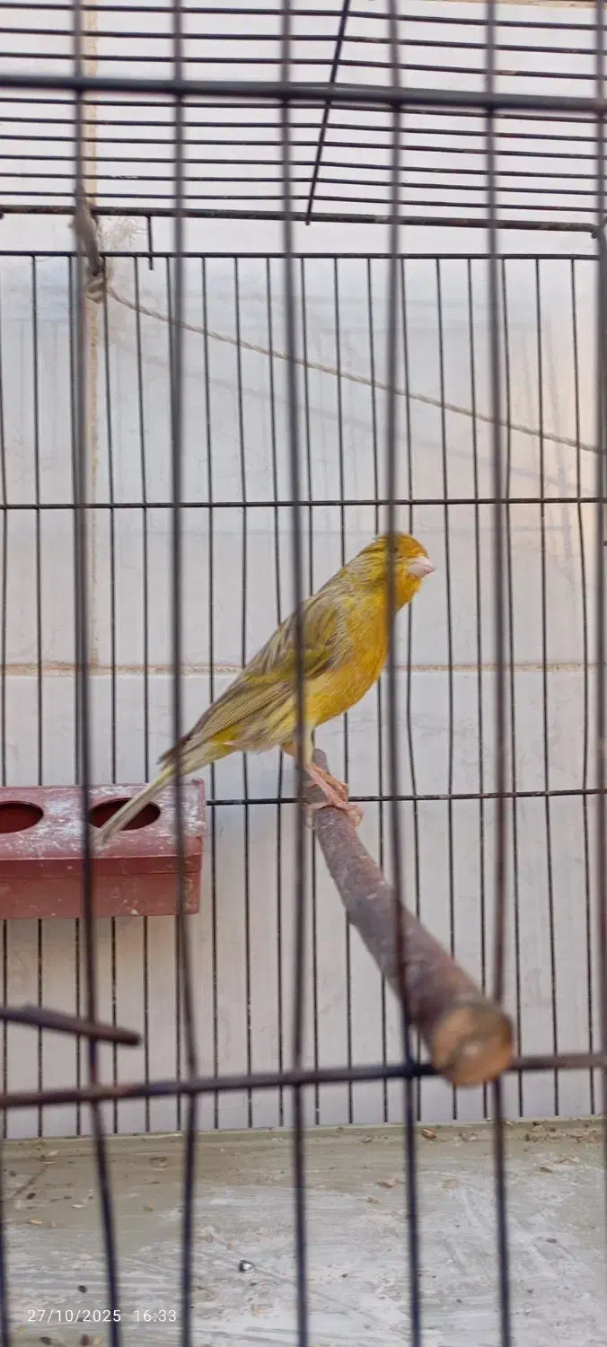 قناری نر بخون|پرنده|اصفهان, کوی امیریه|دیوار