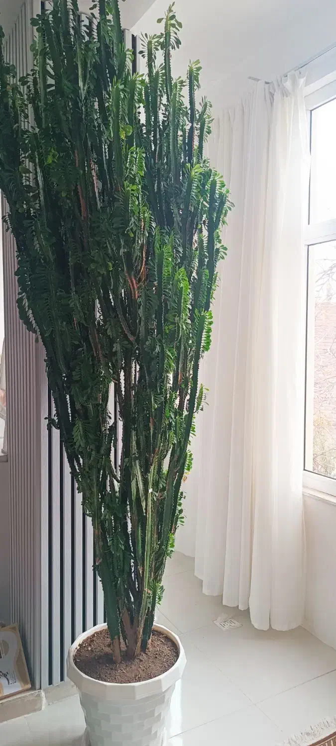 کاکتوس افوربیا سه متری|گل و گیاه طبیعی|خسروشاه, |دیوار