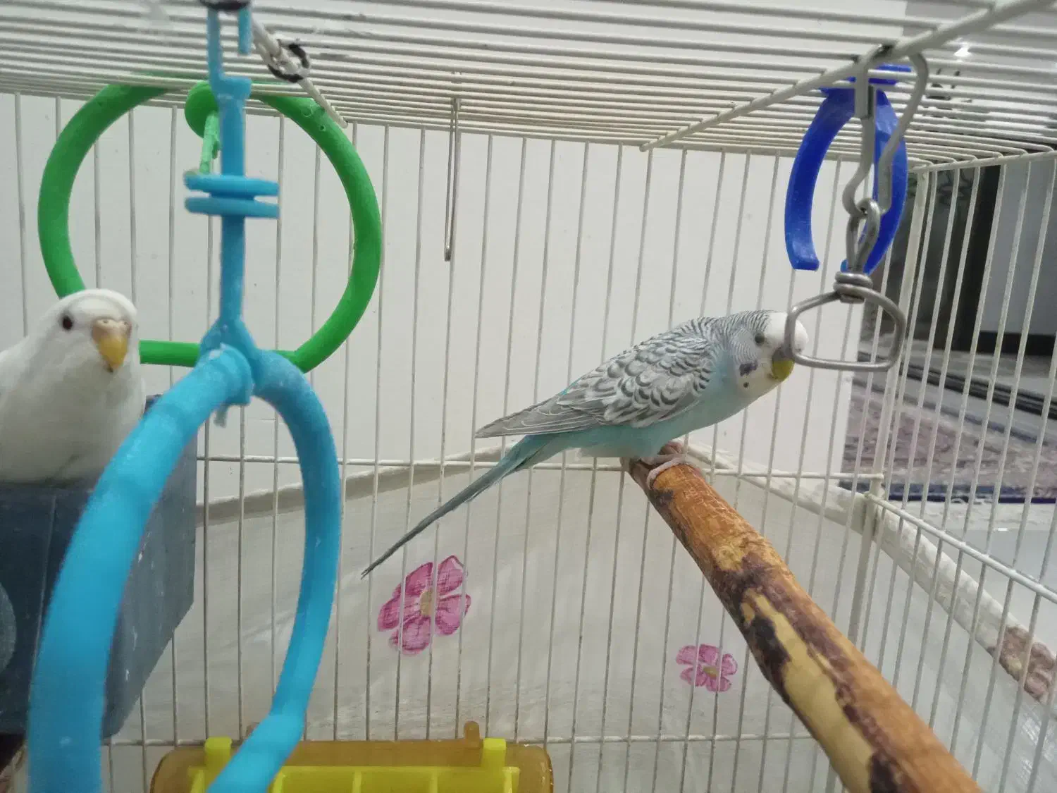 جفت مرغ عشق|پرنده|مشهد, مشکینی (شهرک غرب)|دیوار