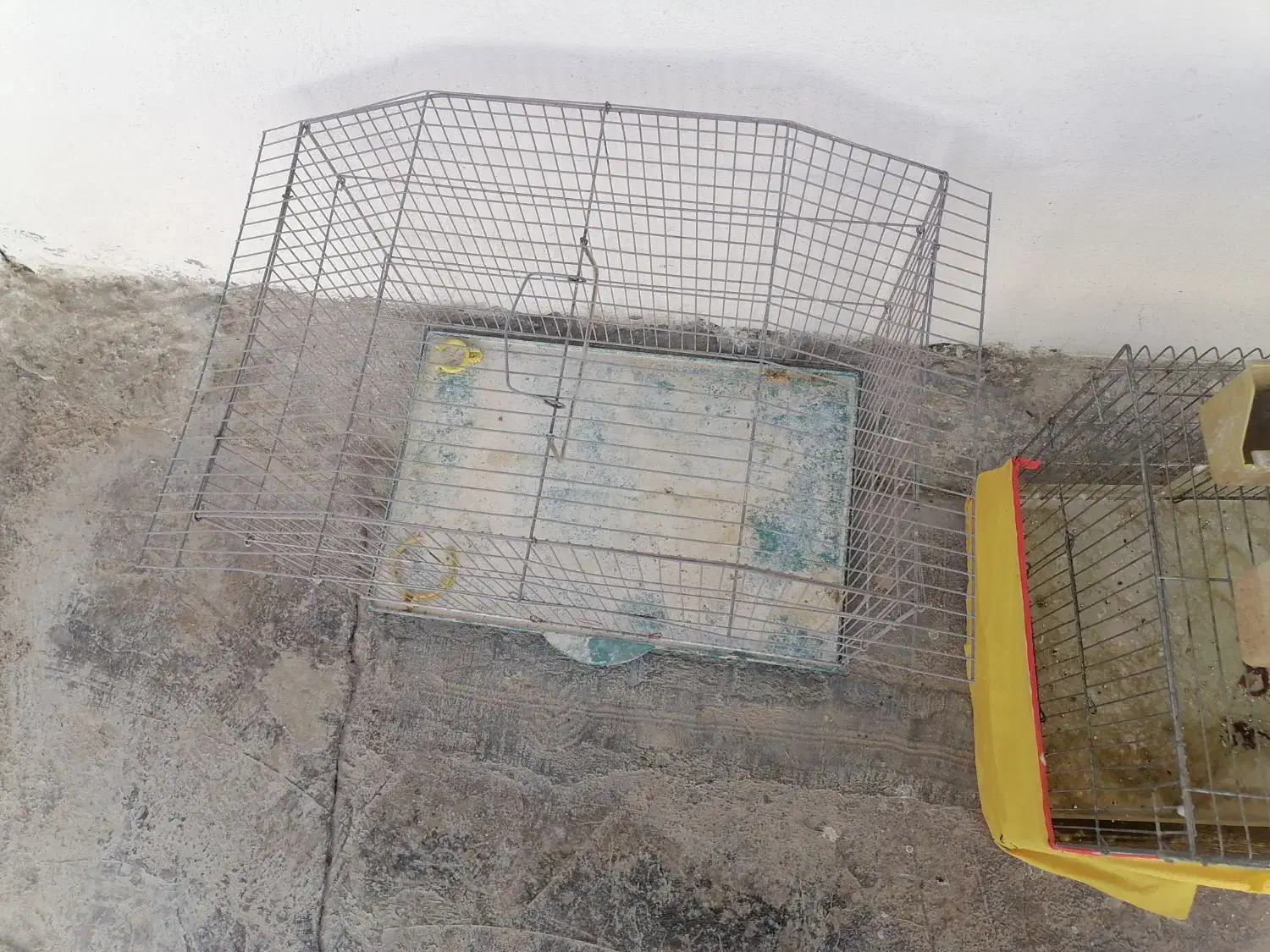 قفس پرنده|لوازم جانبی حیوانات|دوگنبدان, |دیوار