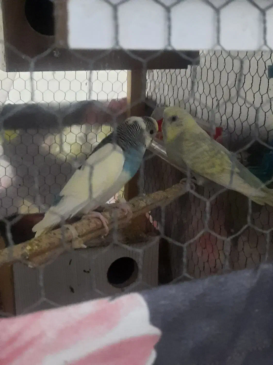 مرغ عشق های رنگابارنگ|پرنده|بابل, |دیوار