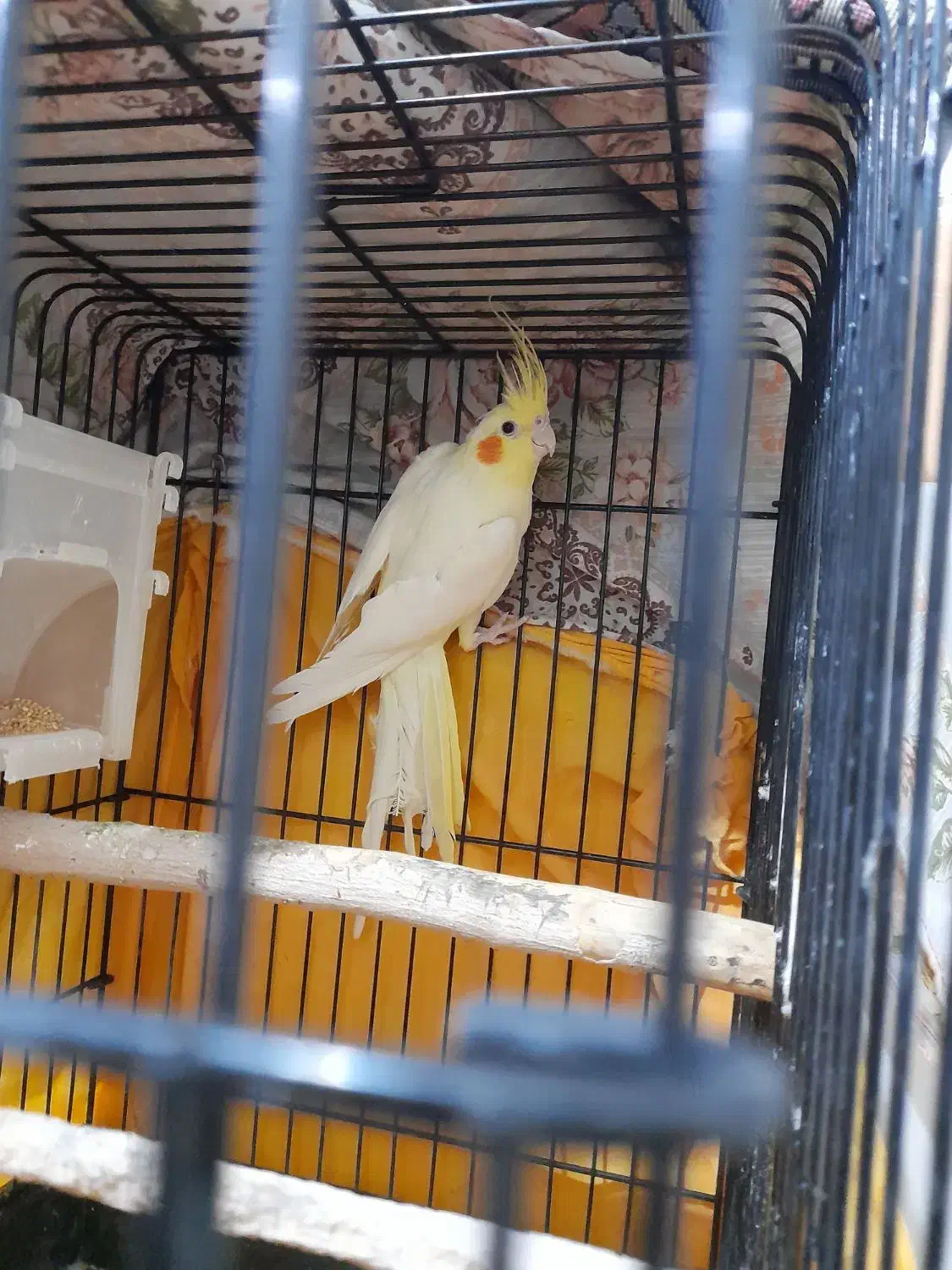 عروس هلندی نر|پرنده|الوند, |دیوار