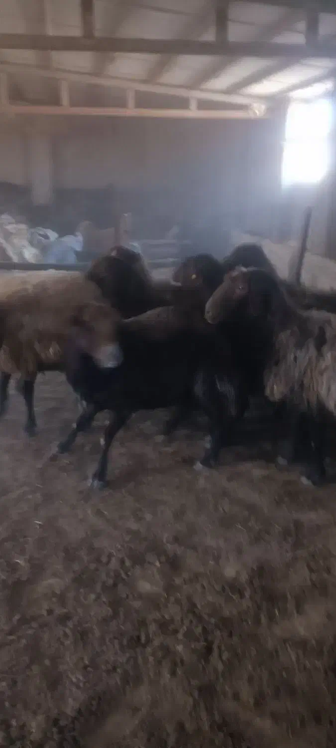 فروش قوچ نژاددار هترو|حیوانات مزرعه|مهدی شهر, |دیوار