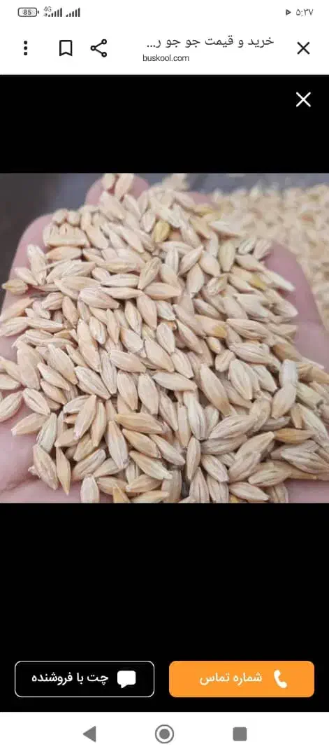فروش عمده جو درجه یک اعلا|خدمات باغبانی و درختکاری|بهشهر, |دیوار