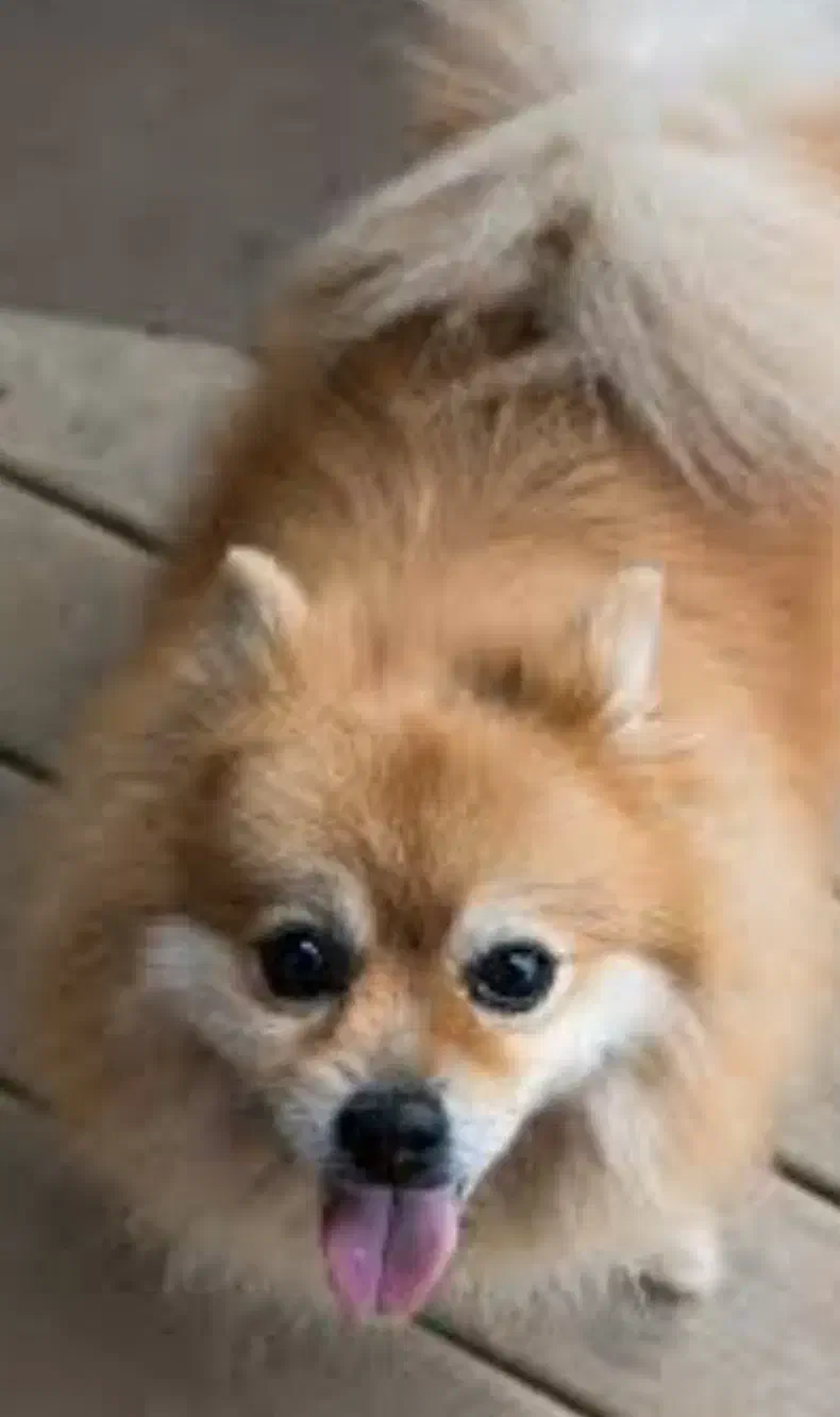 سگ پیدا شده|حیوانات|شیراز, شهرک بهشتی|دیوار