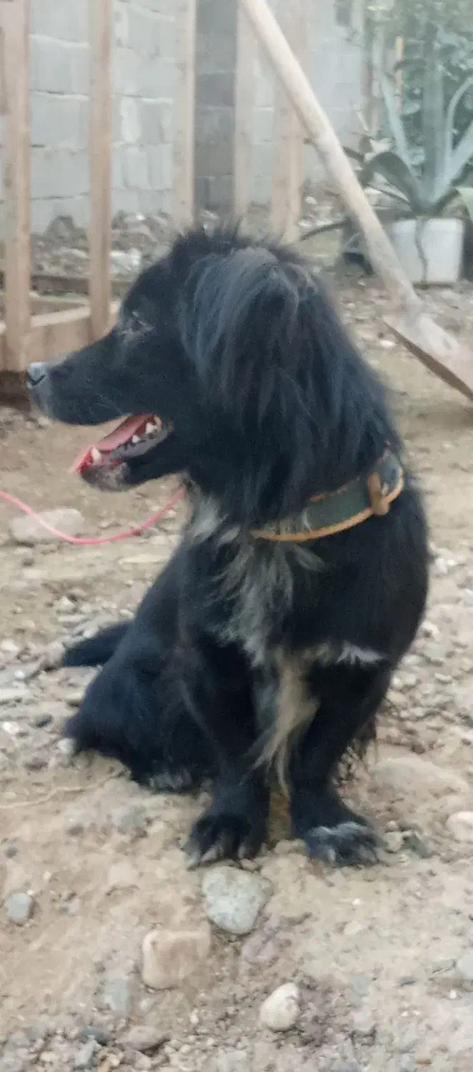 سگ خونگی|سگ|کوچصفهان, |دیوار