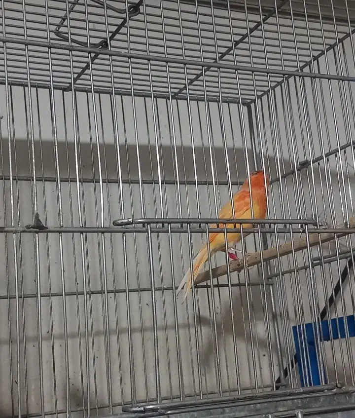 قناری ماده سرخ|پرنده|رشت, خواهر امام|دیوار