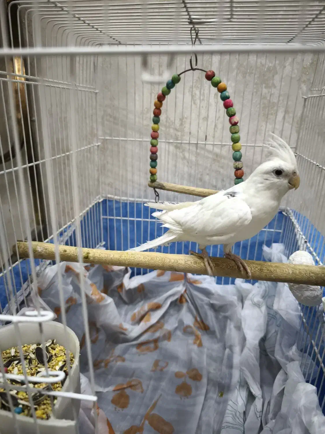 عروس هلندی سخنگو البینو|پرنده|شاهینشهر, فردوسی|دیوار