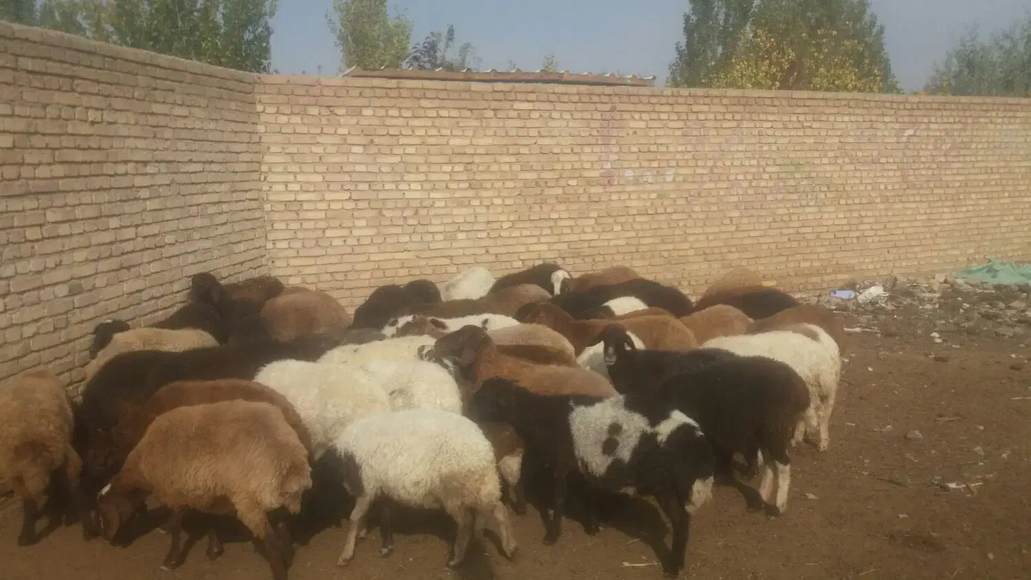 گوسفند|حیوانات مزرعه|یامچی, |دیوار