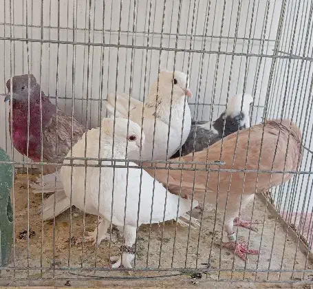 گرفتنی|پرنده|قم, انسجام|دیوار