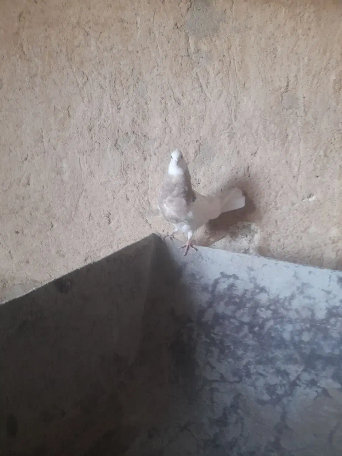 طوقی کارتونی|پرنده|ایذه, |دیوار