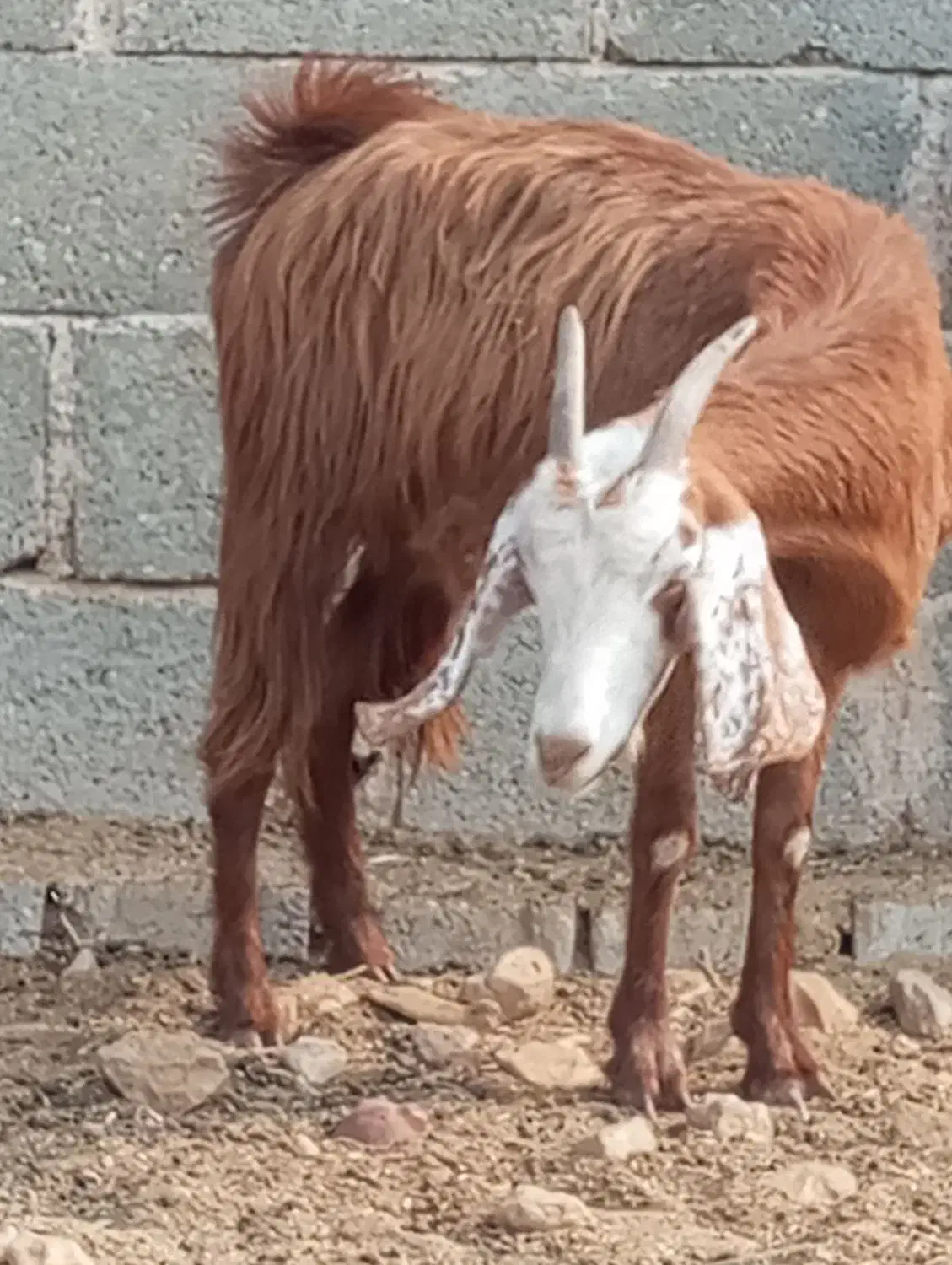 کهر ماده چاق در جم|حیوانات مزرعه|جم, |دیوار