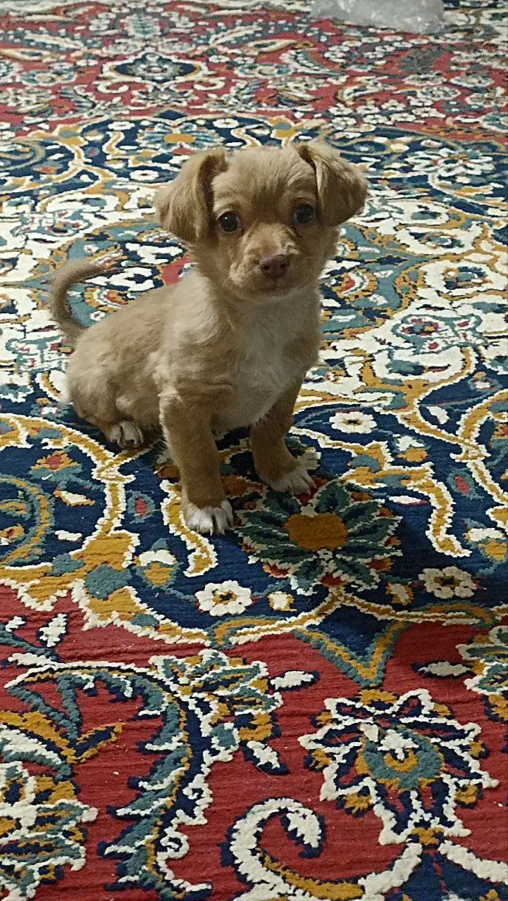 توله سگ پا کوتاه|سگ|قائن, |دیوار