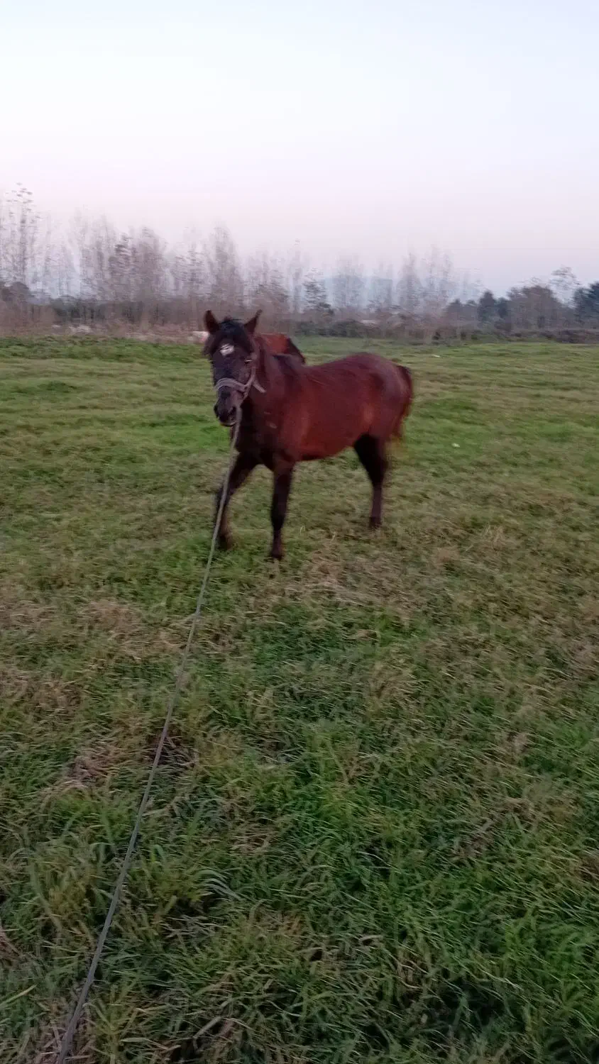 فروش اسب|اسب و تجهیزات اسبسواری|لاهیجان, بازکیاگوراب|دیوار