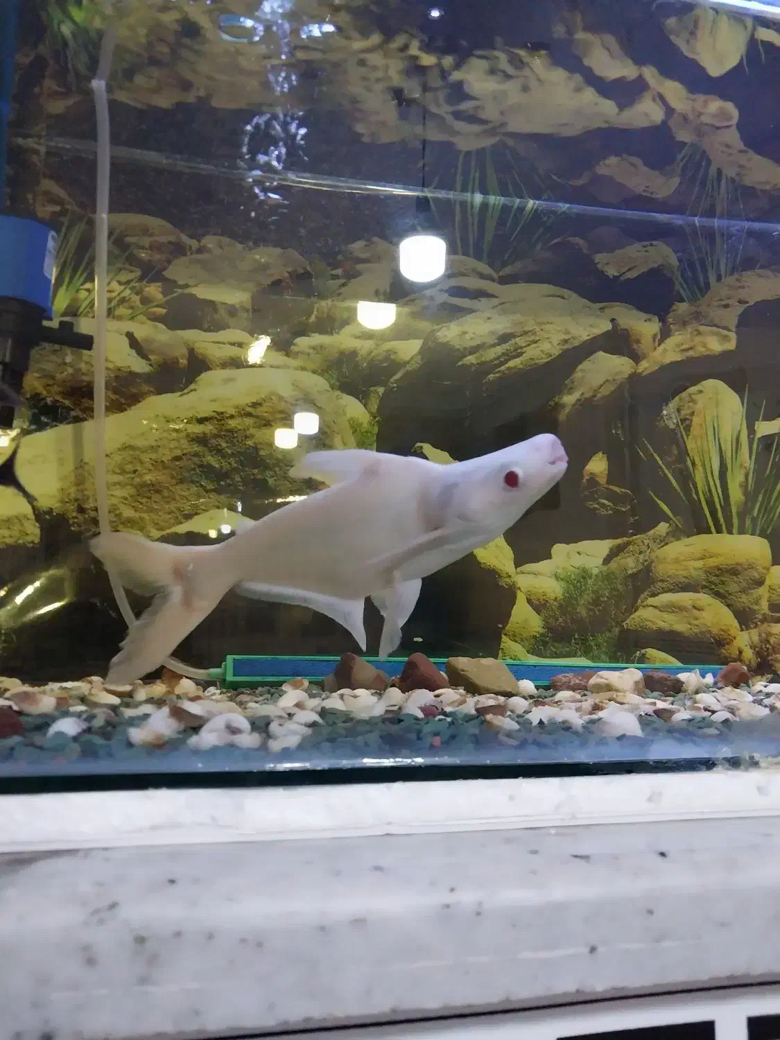 ماهی گیاه خوارآکواریوم|ماهی|الوند, |دیوار