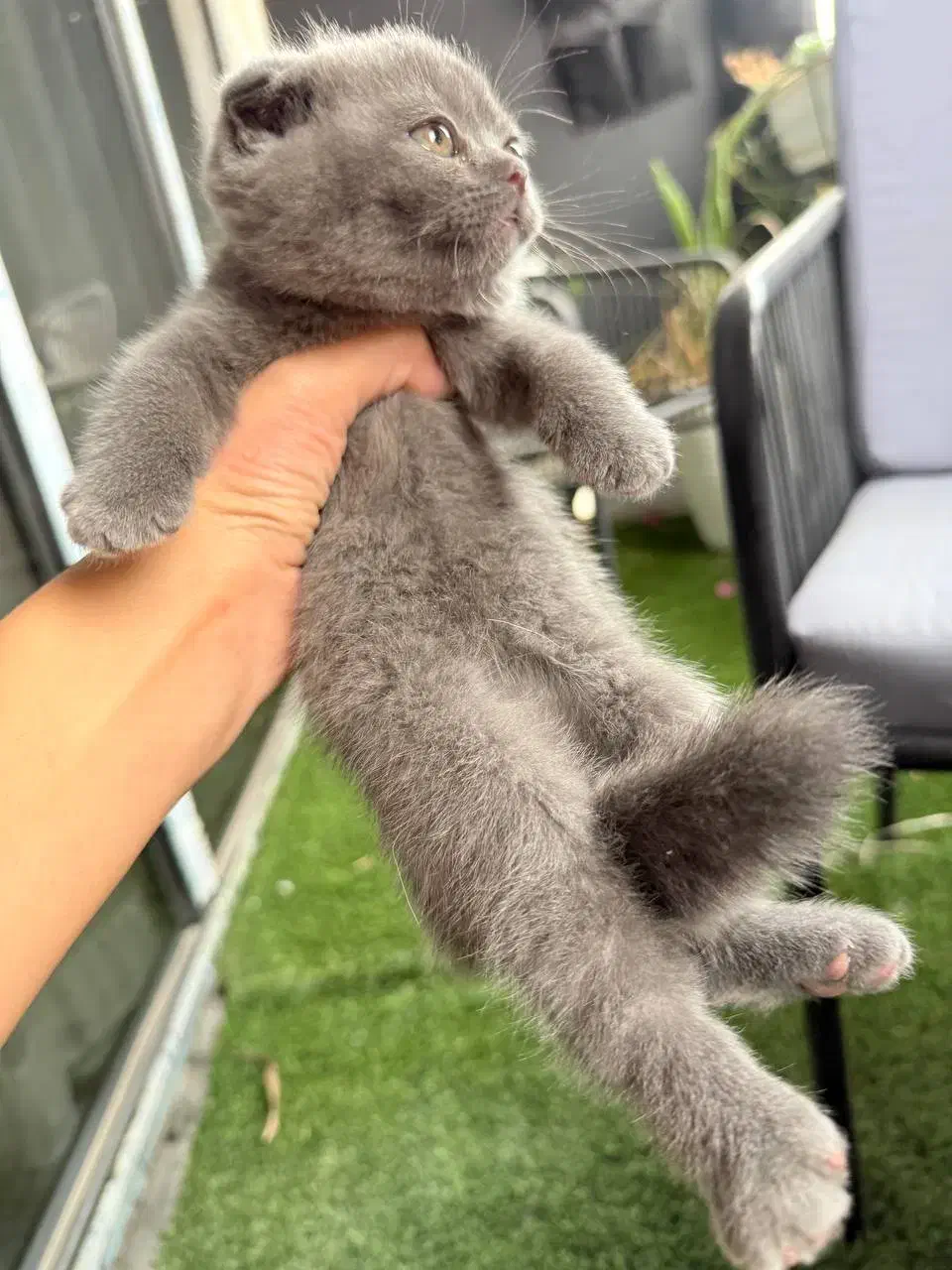 گربه اسکاتیش|گربه|تهران, شهرک آتی شهر|دیوار