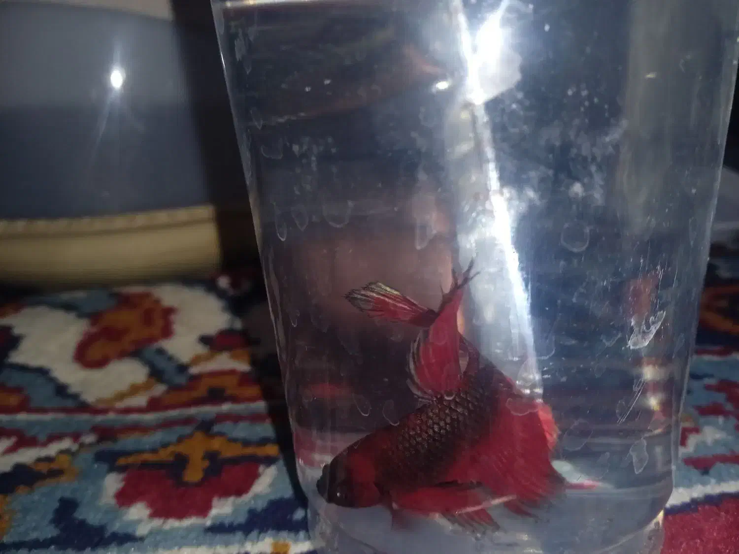 ماهی فایتر|ماهی|قم, شهرک فاطمیه|دیوار