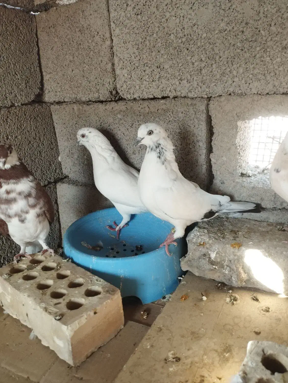 کفتر طوقی پرنده|پرنده|جیرفت, |دیوار