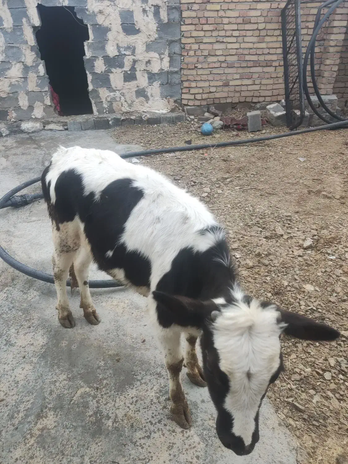 گاو سالم|حیوانات مزرعه|دهگلان, |دیوار