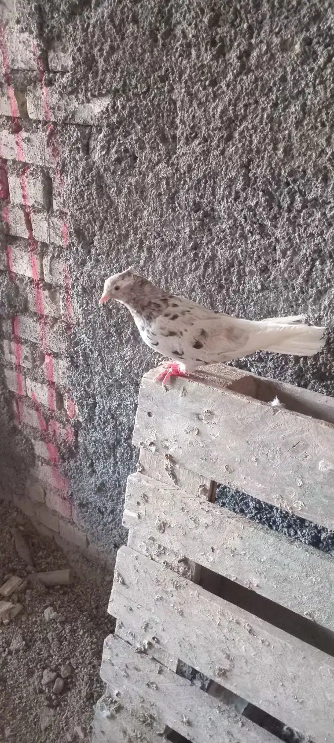 ۰۰۰۰|پرنده|اهواز, کوی علوی|دیوار