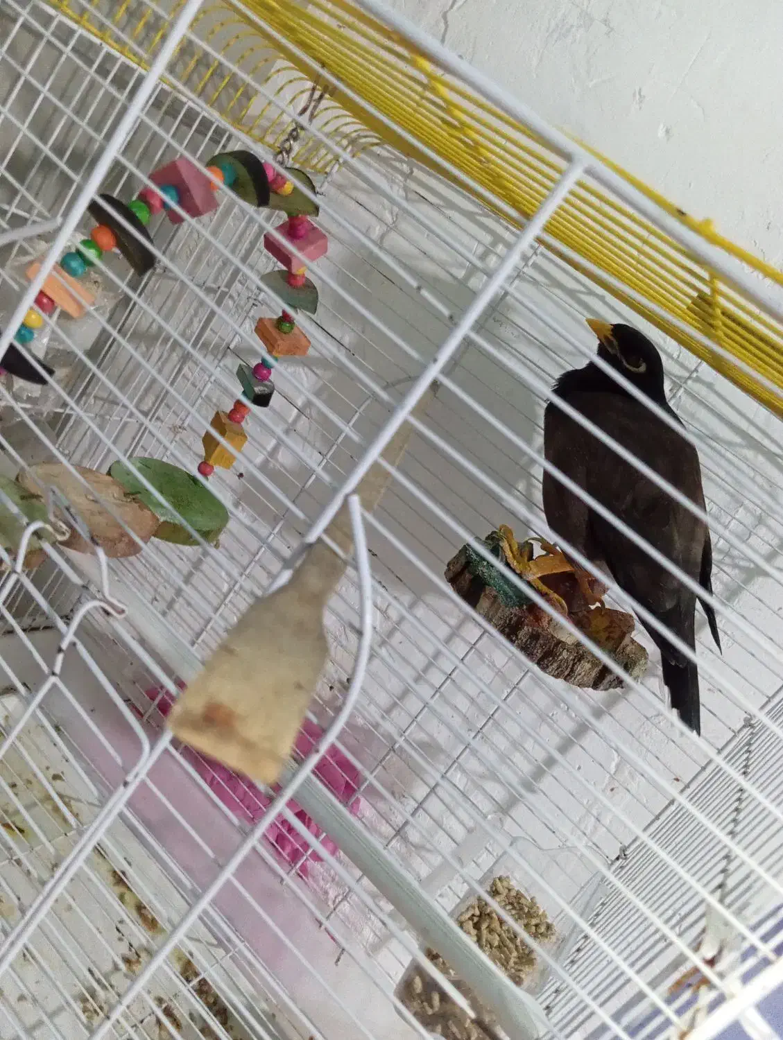 مرغ مینا سخنگو|پرنده|بندرعباس, |دیوار