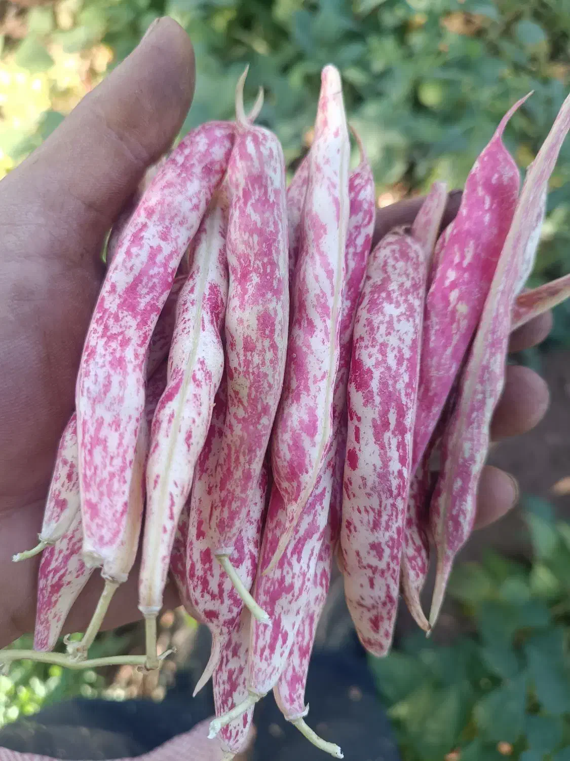 فروش پیله لوبیا چیتی|عمدهفروشی|رشت, گلباغ نماز|دیوار