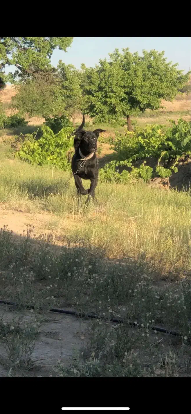 گریت دین نر|سگ|شیروان (خراسان), |دیوار