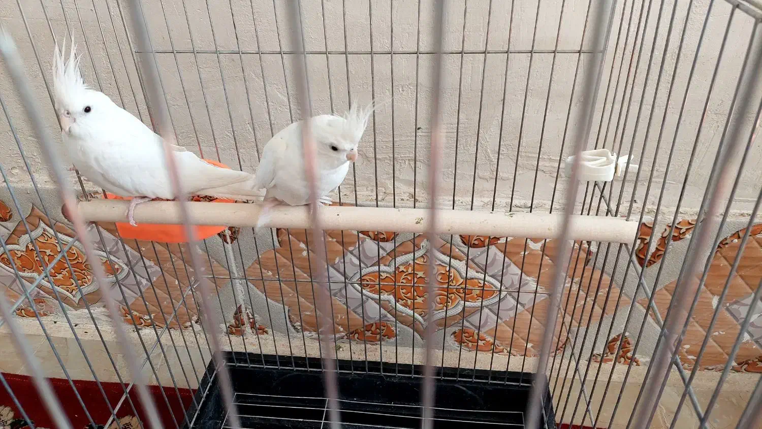 عروس هلندی|پرنده|مرودشت, شهرک مهدیه|دیوار