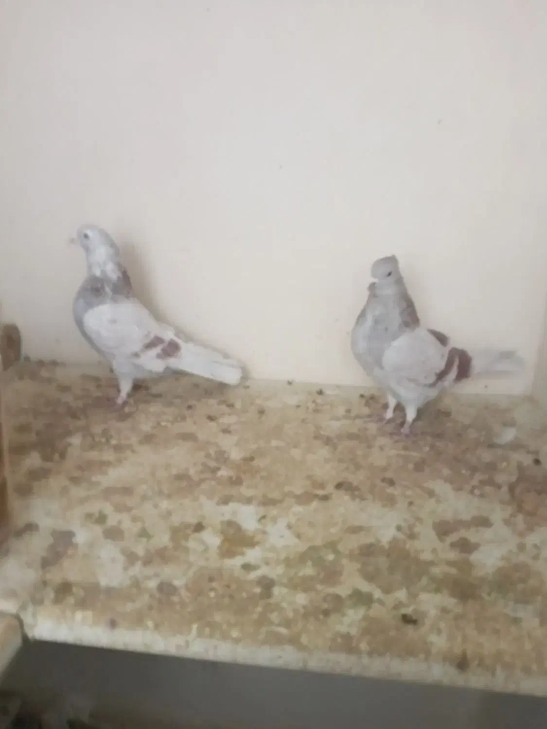 کفتر|پرنده|مشکین‌دشت, |دیوار