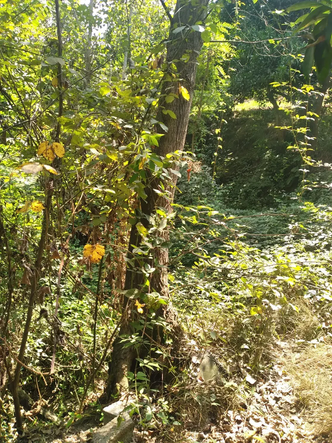 خریدانواع چوب های باغی و جنگلی|خدمات باغبانی و درختکاری|ساری, |دیوار