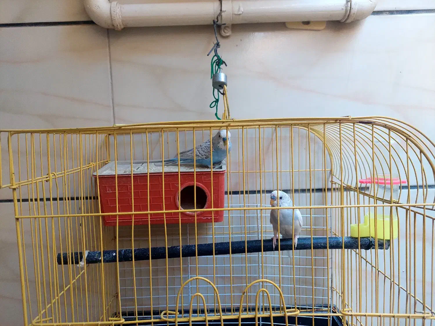 فروش دو مرغ عشق نر|پرنده|بهبهان, |دیوار