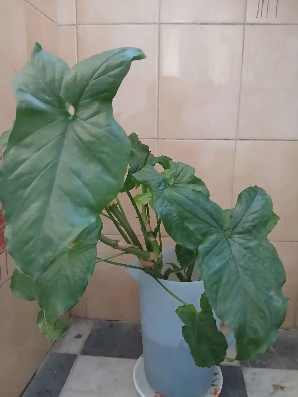 گیاه سینگونیوم & گوشی گرگی|گل و گیاه طبیعی|اصفهان, سرچشمه|دیوار