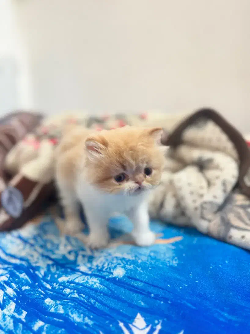 واگذاری گربه اگزوتیک|گربه|شیراز, رکنآباد|دیوار