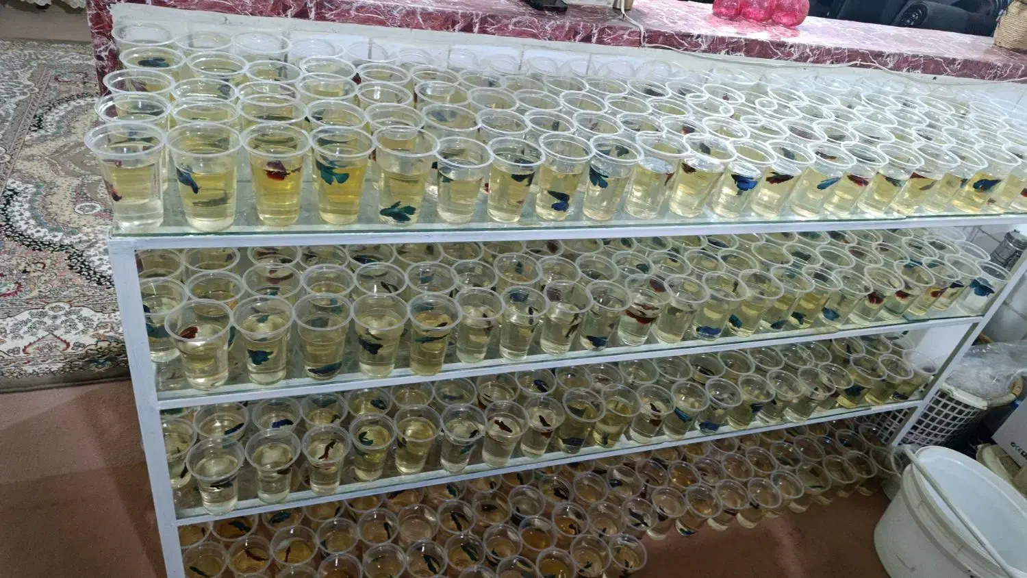 فایتر هالفمن|ماهی|آبیک, |دیوار