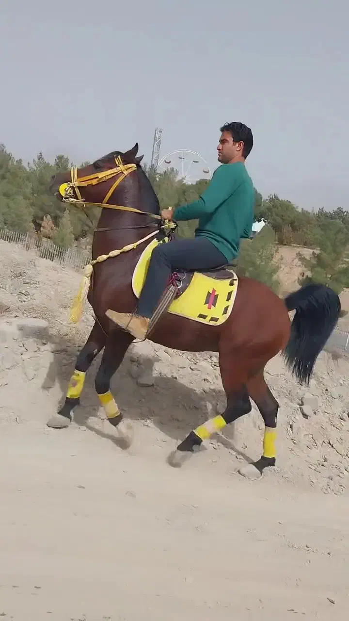 اسب نریان کرد اصیل پرخون|اسب و تجهیزات اسب‌سواری|کاشمر, |دیوار