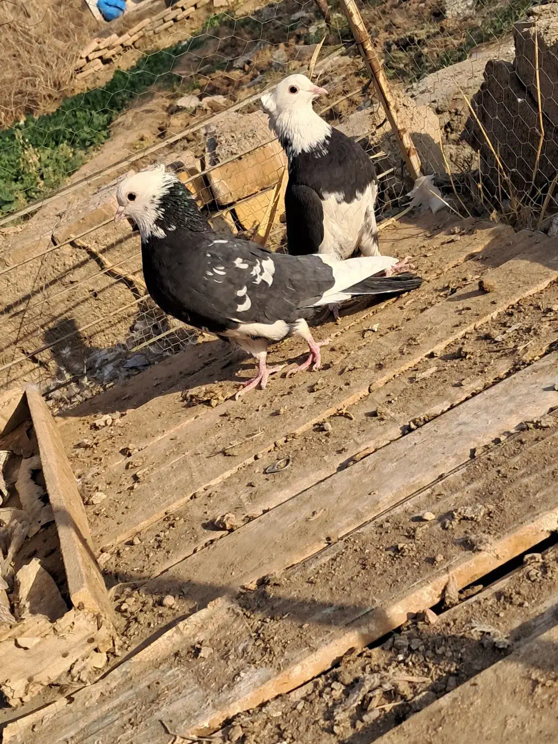 یک جفت نرماده ابلغ|پرنده|آران و بیدگل, |دیوار