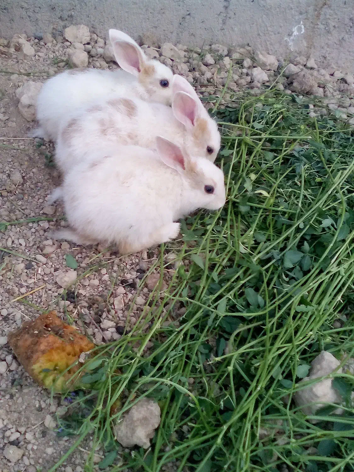 خرگوش دستی|موش و خرگوش|شاهینشهر, گرگاب|دیوار