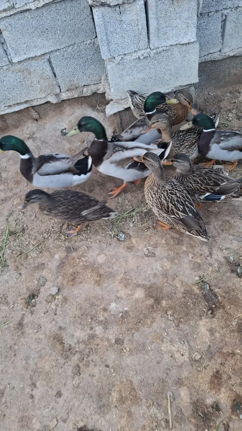 اردک سبز خضیری|حیوانات مزرعه|شادگان, |دیوار