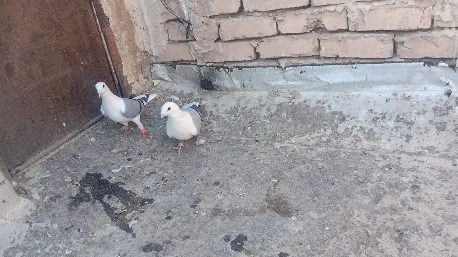 کفتر|پرنده|مشهد, کاظم آباد پنجشنبه|دیوار